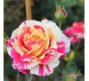 Роза плетистая Ванилль Фрэйз (Vanille Fraise)